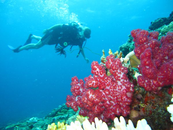 Scuba diving, Mantanani Island